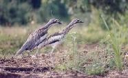 Two Bush Stone-curlews.