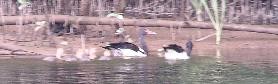 Magpie Geese with cygnets.