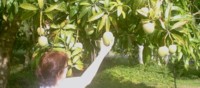 Photo of free mangoes at Wonga Beach.