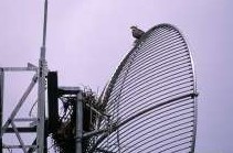 Osprey nest in Daintree.